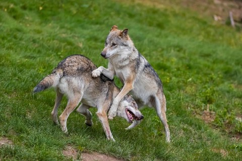 Two adult male eurasian gray wolves (Canis lupus lupus), social behaviour, dominance