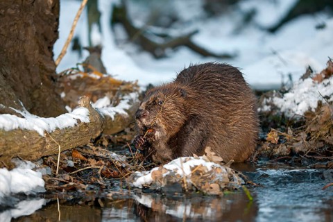 European Beaver (Castor fiber), Saxony-Anhalt, Germany