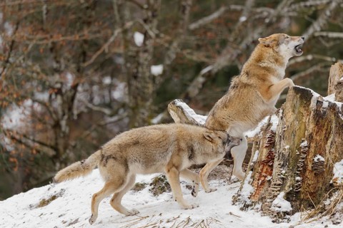 A young grey she-wolf (Canis lupus lupus) plays with her mother in a snow-covered meadow on a cold,