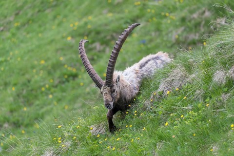 One adult ibex (Capra ibex) walking on a meadow on 2500 m sea level in the Hohe Tauern National