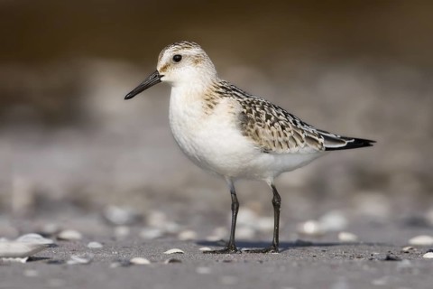 Sanderling (Calidris alba), Mecklenburg-Western Pomerania, Germany
