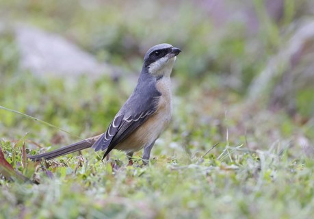 Grey-backed Shrike (Lanius tephronotus), Thailand