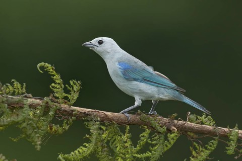 Blue-grey Tanager (Thraupis episcopus), Costa Rica