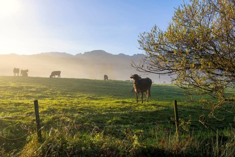 Cows grazing on a pasture in the morning light with mountains in the background, near Füssen,