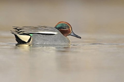 Eurasian Teal (Anas crecca) male, Zurich, Switzerland