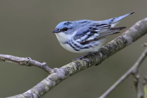 Cerulean Warbler (Setophaga cerulea), West Virginia, USA