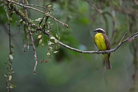 Rusty-margined Flycatcher (Myiozetetes cayanensis hellmayri) perched on a branch, Antioquia,