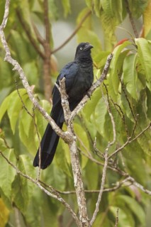 Greater Ani (Crotophaga major), Ecuador