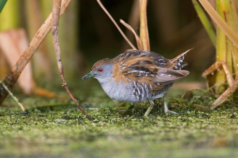 Baillon's Crake (Porzana pusilla palustris) foraging, Victoria, Australia