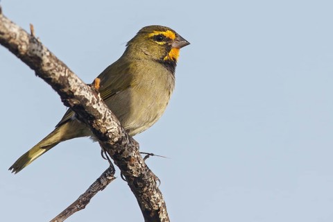 Yellow-faced Grassquit (Tiaris olivaceus) perched on a branch in Cuba