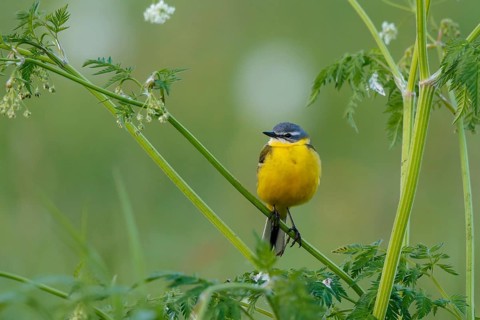 Western Yellow Wagtail (Motacilla flava) male, North Rhine-Westphalia, Germany
