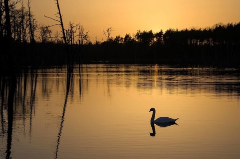 Mute swan (Cygnus olor), at sunset, small in the picture, subsidence area, Bottrop, Ruhr area,