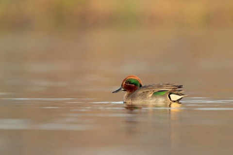 Eurasian Teal (Anas crecca) male, Utrecht, Netherlands