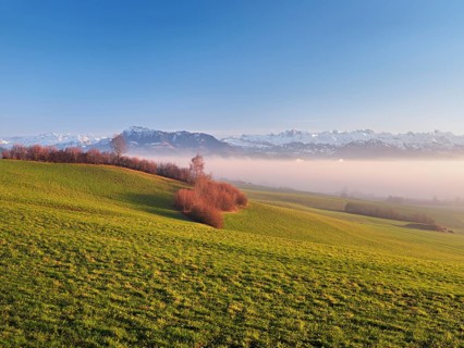 Field landscape with hedges in the background above the sea of fog the Rigi and the snow-covered