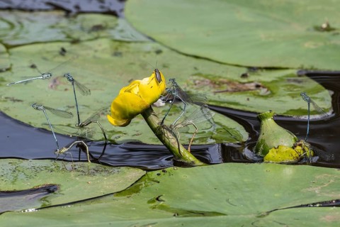 Azure damselflies (Coenagrion puella) laying eggs, Emsland, Lower Saxony, Germany