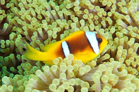 Red sea anemonefish (Amphiprion bicinctus)