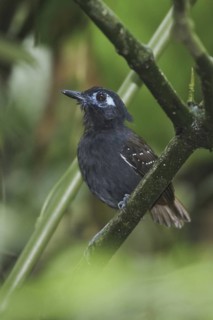 Chestnut-backed Antbird (Myrmeciza exsul), Ecuador