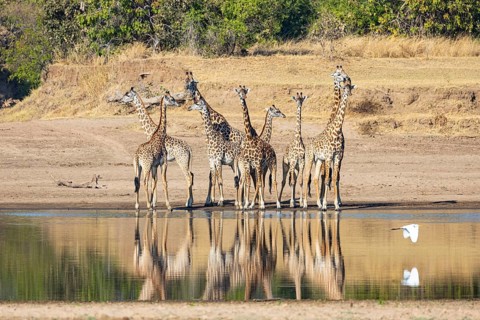 Thornicroft's Giraffe (Giraffa camelopardalis thornicrofti) Luangwa River Zambia August