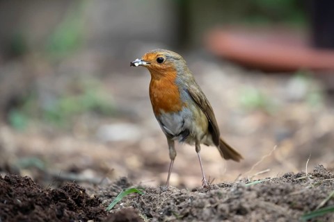 European robin (Erithacus rubecula) adult garden bird with bugs for food in its beak in summer,