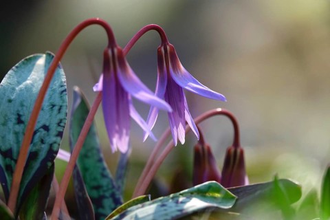 Dog's Fawn Lily, March, Germany