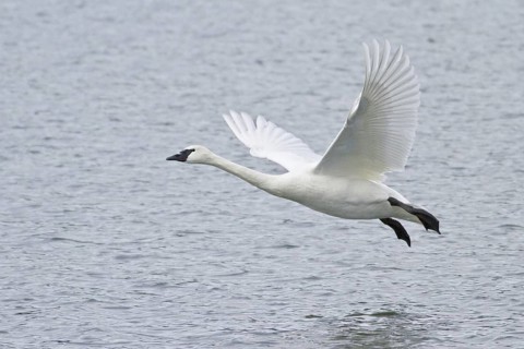 Trumpeter Swan (Cygnus buccinator), British Columbia, Canada
