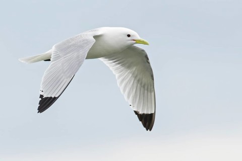 Black-legged Kittiwake (Rissa tridactyla) feeding in the ocean near Nome, Alaska
