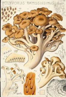 Mushroom, fungi, Polyporus umbellatus, the squirrel, authentic reproduction of an illustration by