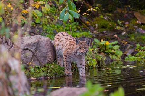 A young Eurasian lynx, (Lynx lynx) stands partially in the water of a pond