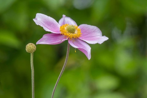 Autumn anemone (Anemone hupehensis), North Rhine-Westphalia, Germany