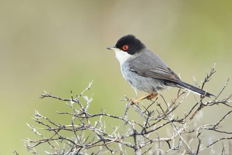 Sardinian Warbler (Sylvia melanocephala) male, Mallorca, Spain