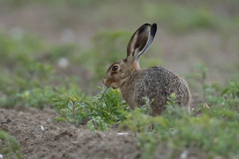 European brown hare (Lepus europaeus) adult animal feeding on a plant in a farmland field, England,