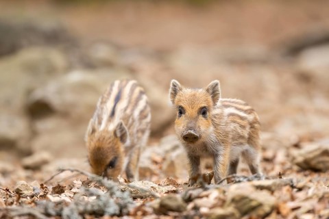 Wild boar (Sus scrofa) piglets standing in a forest, Bavaria, Germany