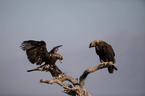 Iberian Eagle (Aquila adalberti), Spanish imperial eagle, Extremadura, Castilla La Mancha, Spain