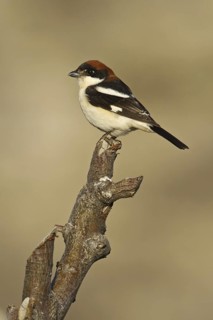 Woodchat Shrike (Lanius senator), Adyaman, Turkey