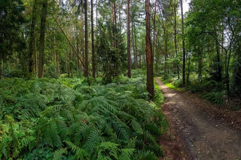 Wendelmannweg, forest path, walk cycle tour, cycle path, forest, nature, forest, nobody, Bad