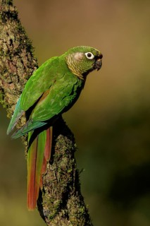 Maroon-bellied Parakeet (Pyrrhura frontalis) perched on a branch in the Atlantic Rainforest Region