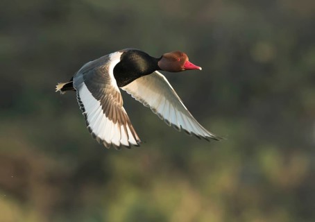 Red-crested Pochard (Netta rufina) male flying, West Bengal, India