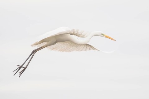 Great Egret (Ardea alba) flying, Subotica, Serbia