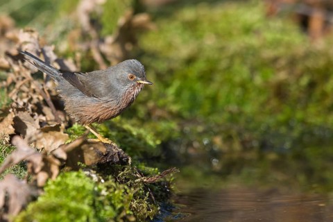 Dartford Warbler (Sylvia undata) male at waterhole, Liguria, Italy