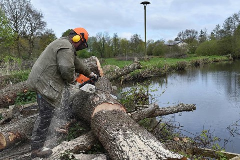 Felling trees with a chainsaw, Schleswig-Holstein, Germany
