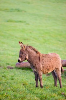A domestic donkey, Equus (africanus) asinus stands on a green paddock
