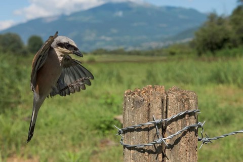 Red-backed Shrike (Lanius collurio) male approaching a post, Aosta Valley, Italy