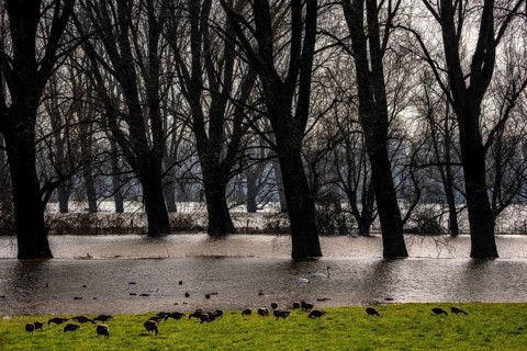 Bislicher Insel, in winter, floods in the floodplains due to Rhine flooding, nature reserve on the