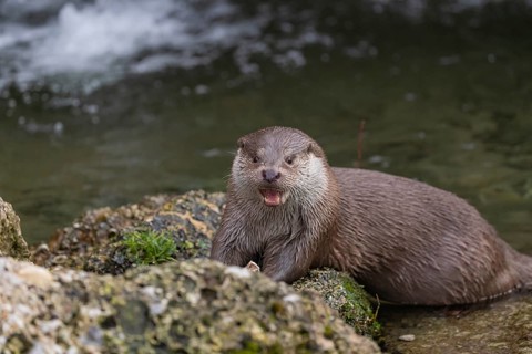 One Eurasian otter (Lutra lutra), sitting on a rock and feeding on a fisch. A little cascade in the