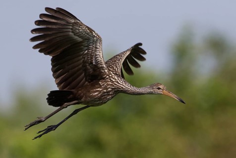Limpkin (Aramus guarauna) flying, Florida, USA