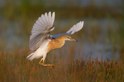 Squacco Heron (Ardeola ralloides) flying, Greece