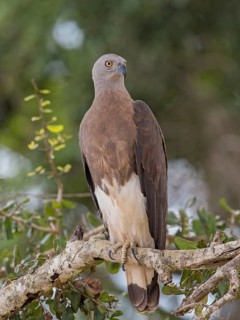 Grey-headed Fish Eagle (Haliaeetus ichthyaetus), Sri Lanka