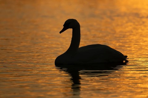 Mute swan (Cygnus olor) silhouette of an adult bird on a lake at sunset, England, United Kingdom