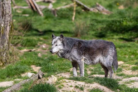 One Timberwolf, Canis lupus lycaon, standing in an opening of a forest on green grass in bright
