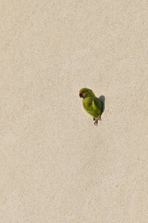Rose-ringed Parakeet (Psittacula krameri) at nesting hole in house front, Baden-Wuerttemberg,